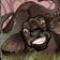 Bufalo