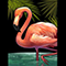 flamingo